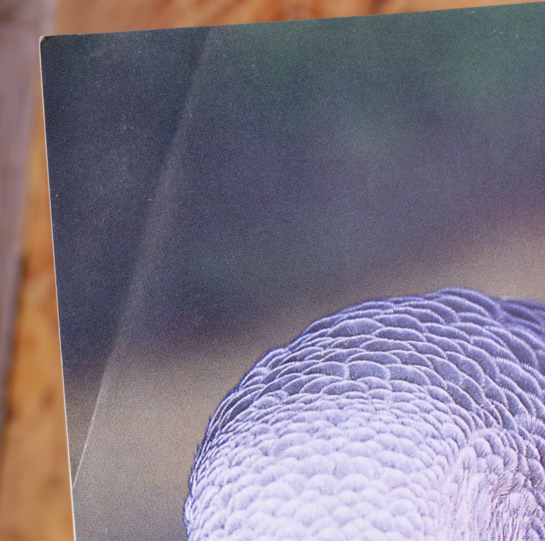 The African Grey Parrot Handbook - Mattie SueAthan and Dianalee Deter