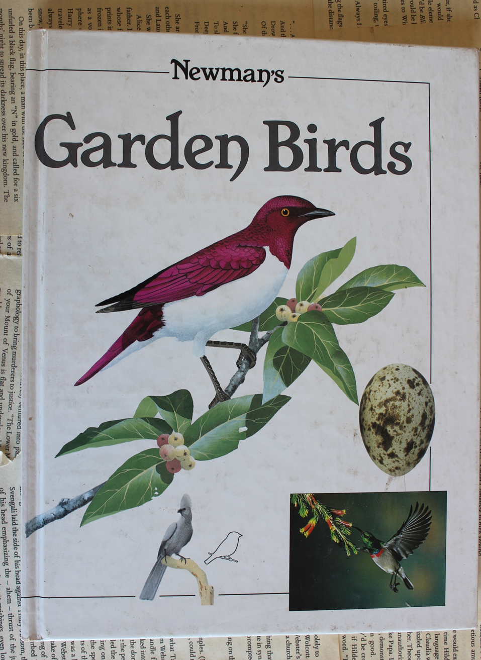 Garden Birds - Newman's