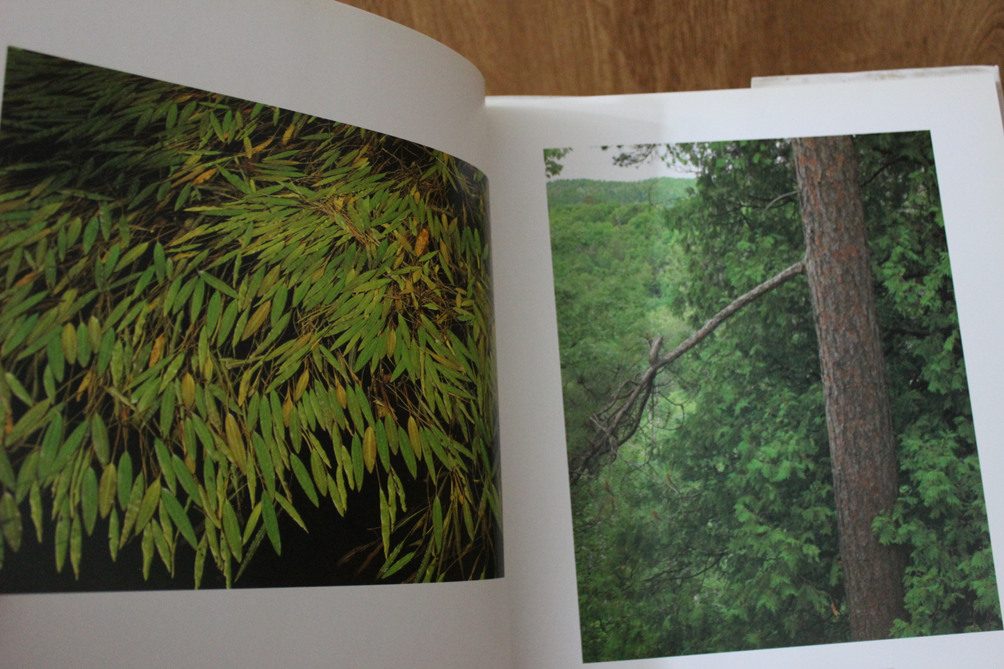 The Duluth Portfolio - Craig, Nadine Blacklock